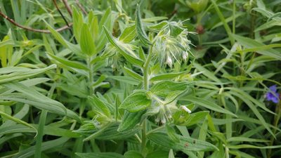 Lithospermum parviflorum, photographed by Ryan Sorrells