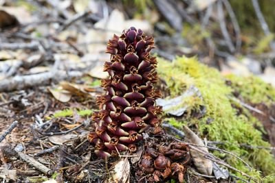 Kopsiopsis strobilacea, photographed by Trevor Van Loon