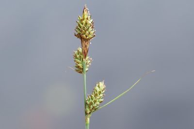 Carex buxbaumii, photographed by Owen Strickland