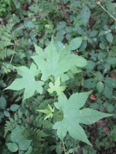 Ceratiosicyos laevis, photographed by Nolan Exe