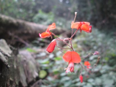 Hylodesmum repandum, photographed by Nolan Exe