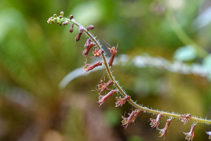 Tolmiea diplomenziesii, photographed by Trevor Van Loon