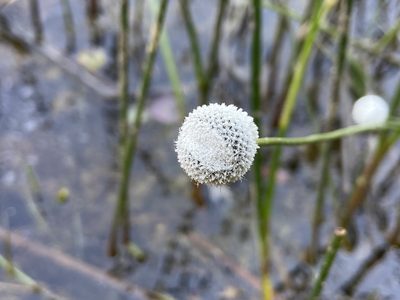 Eriocaulon compressum, photographed by Reid Hardin