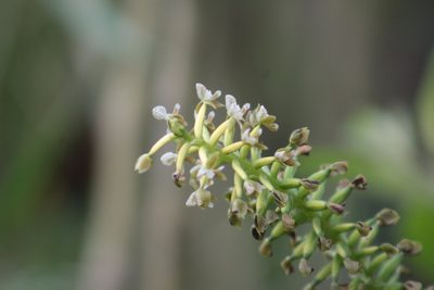 Cranichis ciliata