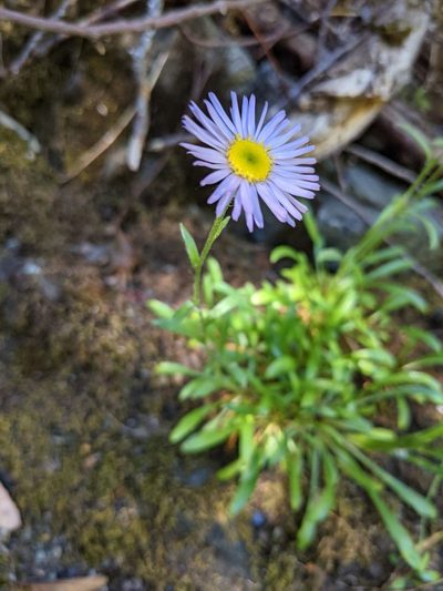 Erigeron cervinus, photographed by Trevor Van Loon