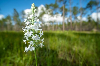 Platanthera nivea, photographed by evangrimes