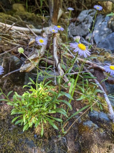 Erigeron cervinus, photographed by Trevor Van Loon