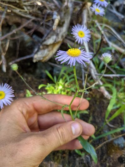 Erigeron cervinus, photographed by Trevor Van Loon
