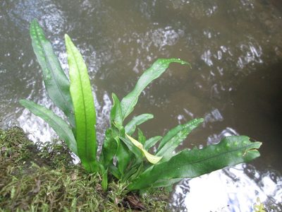 Lepisorus schraderi, photographed by Nolan Exe