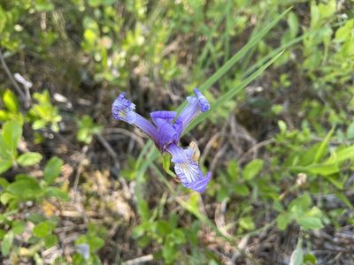 Iris prismatica, photographed by Reid Hardin