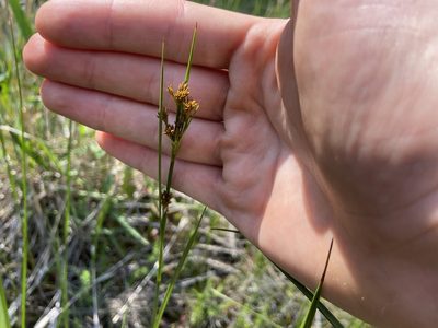 Cladium mariscoides, photographed by Reid Hardin