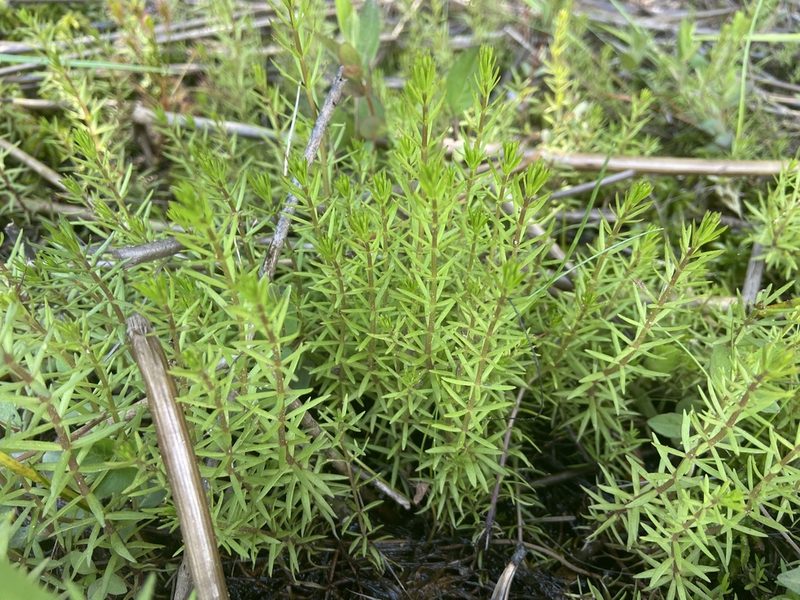 Sclerolepis uniflora, photographed by Reid Hardin