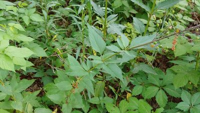 Scrophularia lanceolata, photographed by Ryan Sorrells