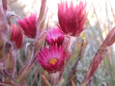 Helichrysum ecklonis, photographed by Nolan Exe