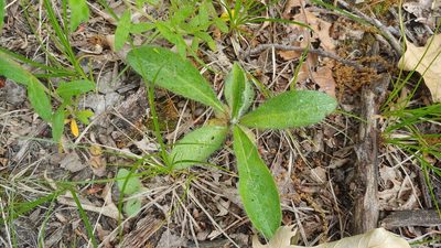 Hieracium gronovii, photographed by Ryan Sorrells