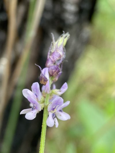 Orbexilum psoralioides, photographed by Matt Berger