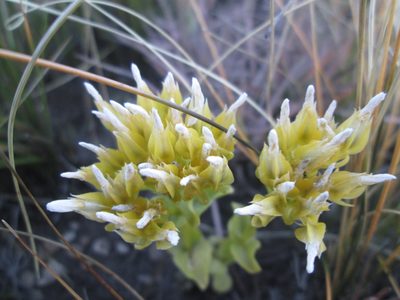 Sebaea sedoides, photographed by Nolan Exe