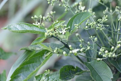 Clerodendrum cyrtophyllum, photographed by Agnes Trekker