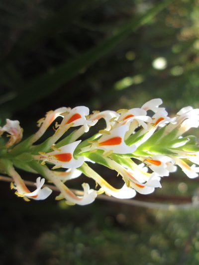 Hebenstretia dura, photographed by Nolan Exe