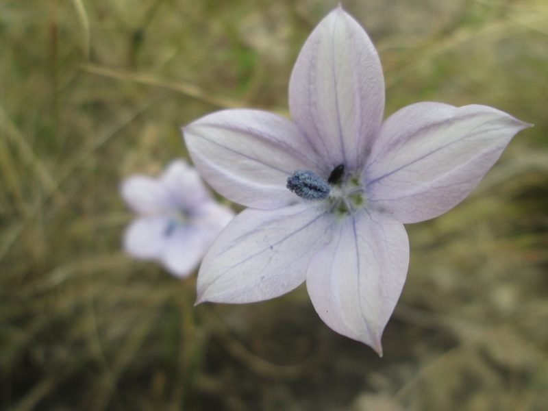 Wahlenbergia grandiflora, photographed by Nolan Exe