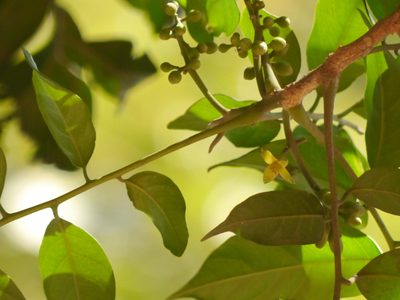 Dysoxylum gotadhora, photographed by Dinesh Valke