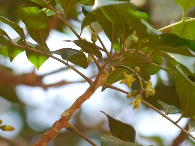 Dysoxylum gotadhora, photographed by Dinesh Valke