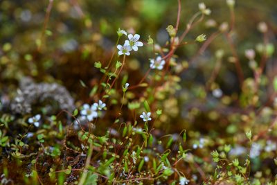 Cascadia nuttallii, photographed by Trevor Van Loon