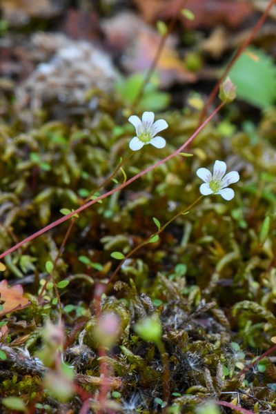 Cascadia nuttallii, photographed by Trevor Van Loon