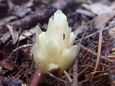Pityopus californicus, photographed by Trevor Van Loon
