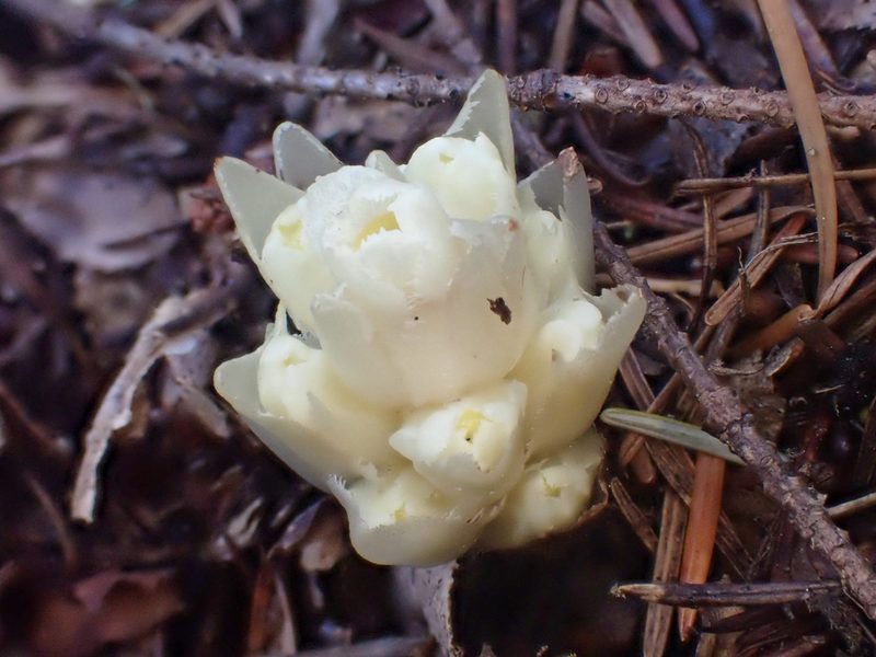 Pityopus californicus, photographed by Trevor Van Loon