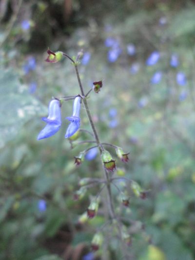 Coleus dolichopodus, photographed by Nolan Exe