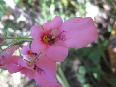 Diascia barberae, photographed by Nolan Exe