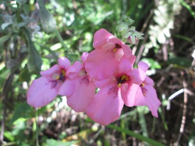 Diascia barberae, photographed by Nolan Exe