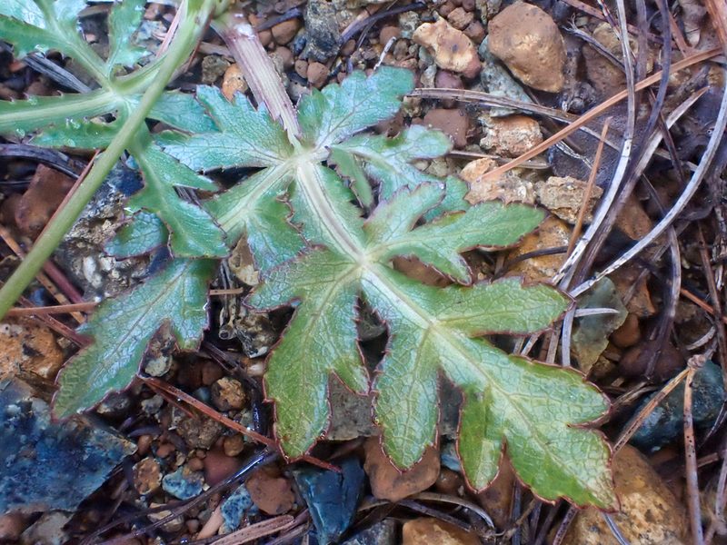 Sanicula peckiana, photographed by Trevor Van Loon