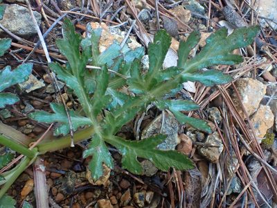 Sanicula peckiana, photographed by Trevor Van Loon