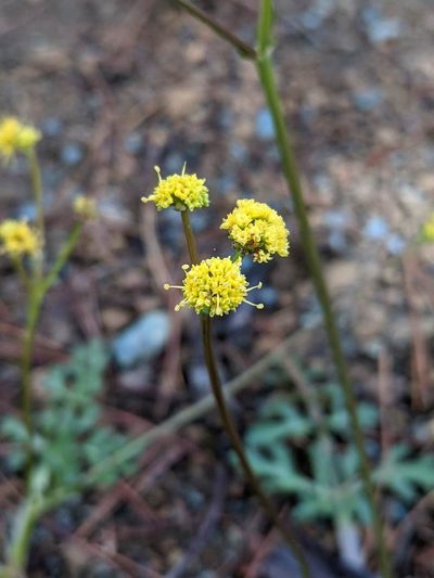 Sanicula peckiana, photographed by Trevor Van Loon