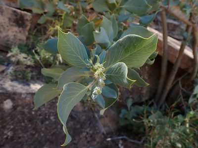 Garrya flavescens, photographed by Nolan Exe