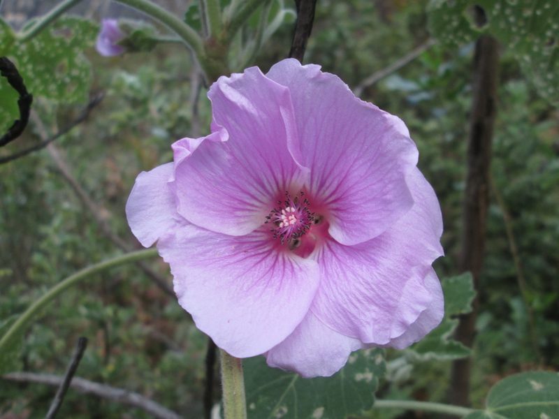 Anisodontea julii, photographed by Nolan Exe