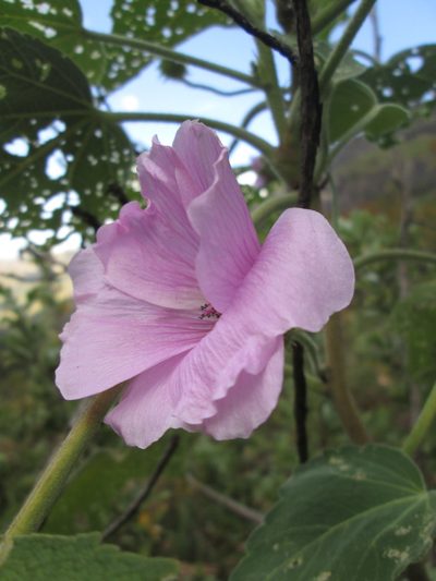 Anisodontea julii, photographed by Nolan Exe