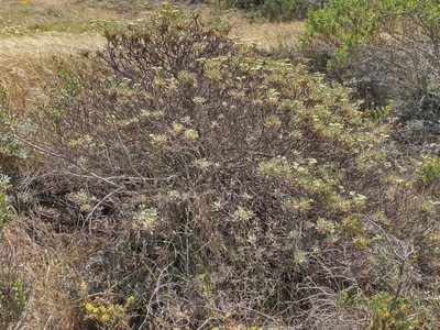 Eriogonum arborescens, photographed by Casey H. Richart