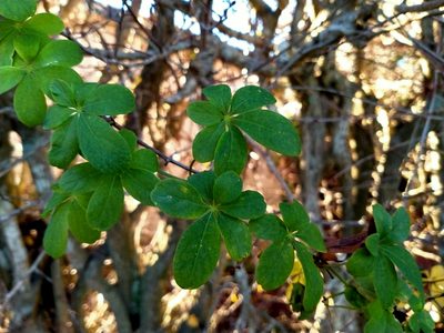 Tropaeolum speciosum, photographed by John Barkla