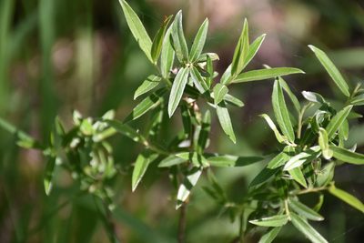 Salix rosmarinifolia, photographed by Игорь Васильев