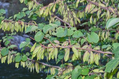 Cercis occidentalis, photographed by Shawn O'Donnell