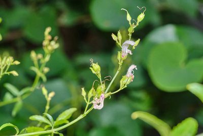 Keckiella breviflora, photographed by Shawn O'Donnell