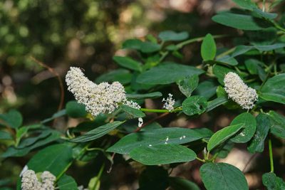 Ceanothus integerrimus, photographed by Shawn O'Donnell