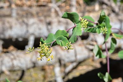 Lonicera interrupta, photographed by Shawn O'Donnell