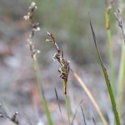 Lepidosperma viscidum, photographed by Kym Nicolson