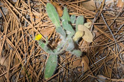 Hieracium horridum, photographed by Shawn O'Donnell
