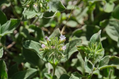 Draperia systyla, photographed by Shawn O'Donnell
