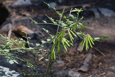 Hosackia crassifolia, photographed by Shawn O'Donnell